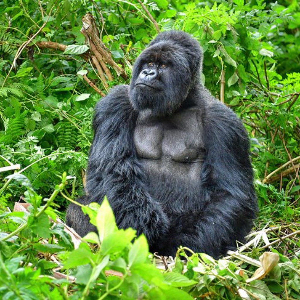 The most attractive tourist site in Rwanda, the volcanoes national&nbsp;Park.